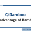 bamboo-disadvantage