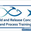 build-and-release-concept-and-process-training